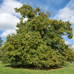 Kastanienbaum Marsol - Süße Ernte im Herbst