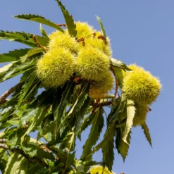 Kastanienbaum Marsol - Süße Ernte im Herbst