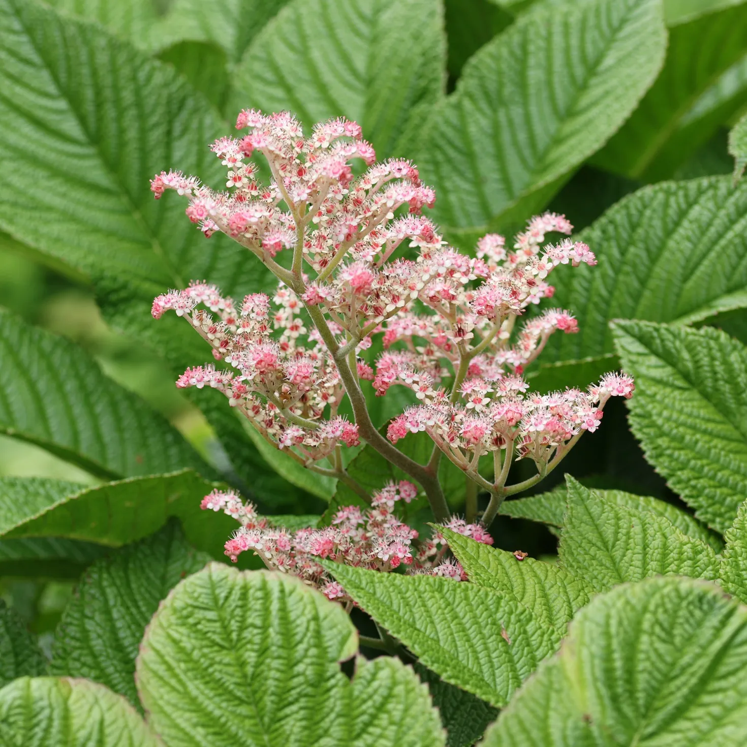 Kastanienblättriges Schaublatt - Riesenblätter im Schatten