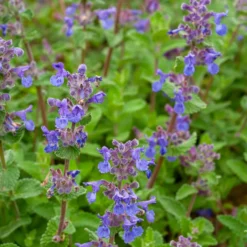 Katzenminze mussinii - Blau-violettes Blütenmeer