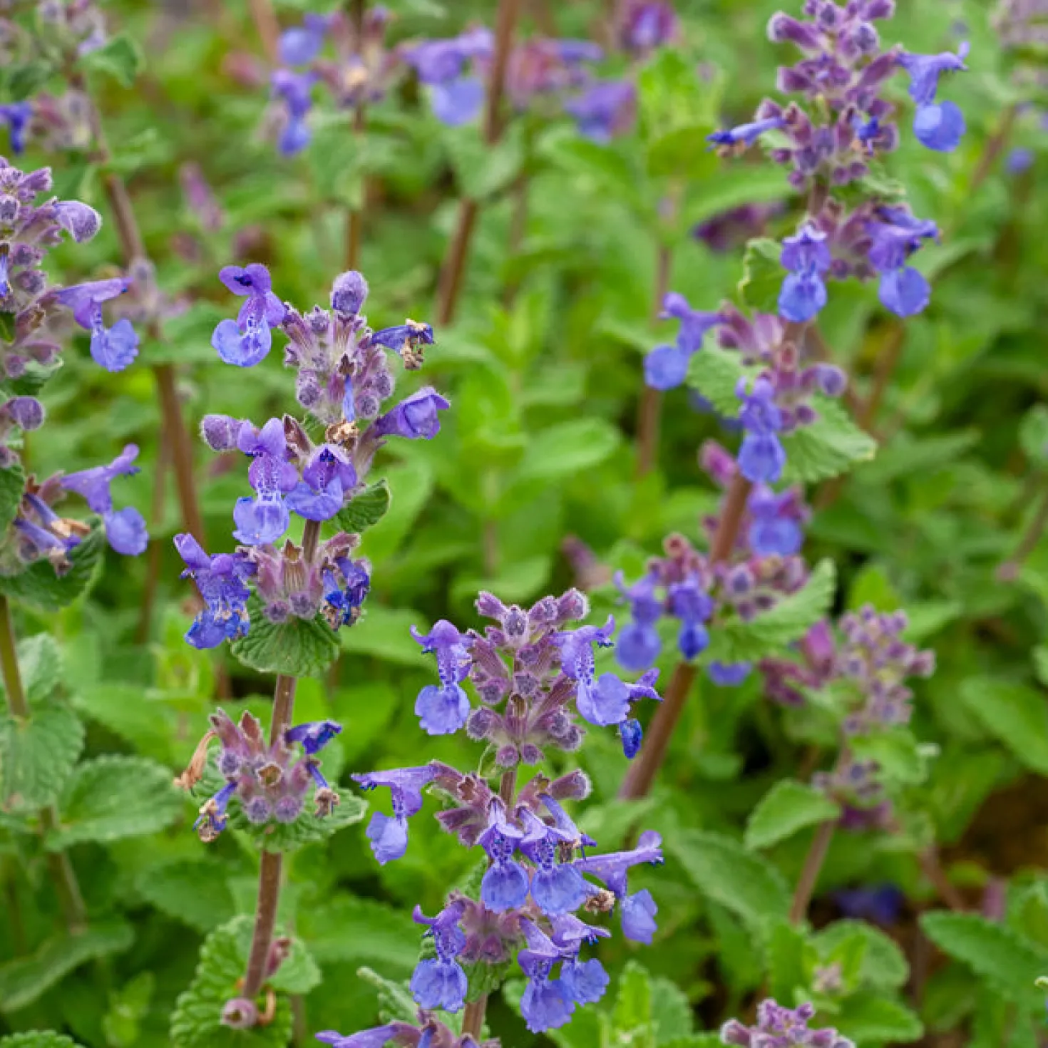 Katzenminze mussinii - Blau-violettes Blütenmeer