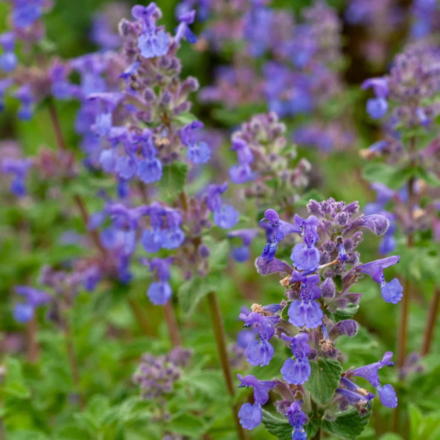 Katzenminze mussinii - Blau-violettes Blütenmeer