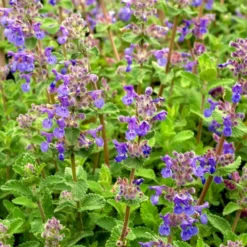 Katzenminze mussinii - Blau-violettes Blütenmeer