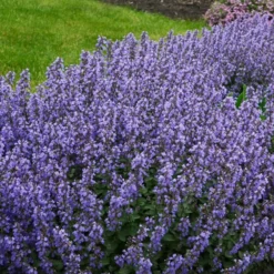 Katzenminze 'Purrsian Blue' - Blaue Blüten den ganzen Sommer