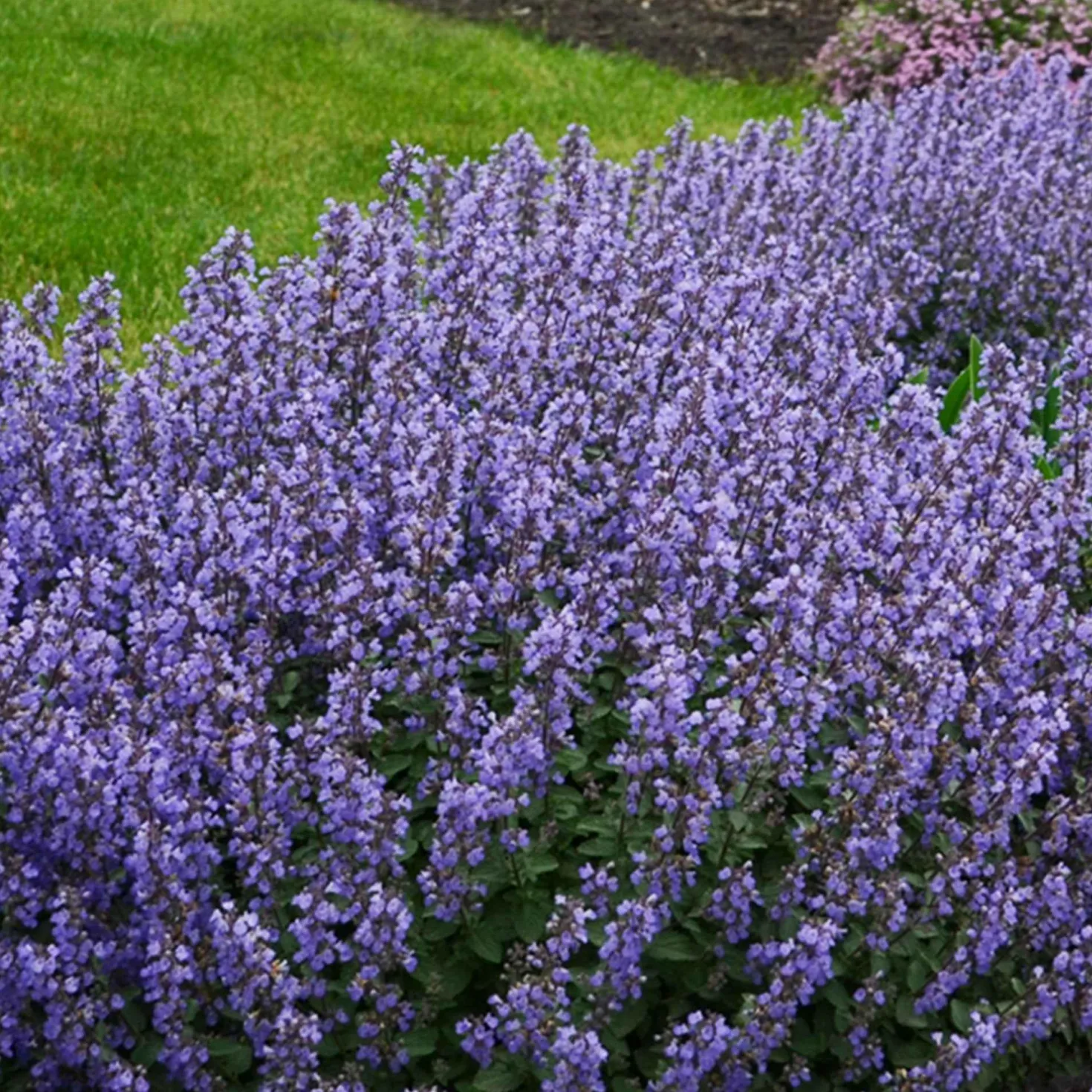 Katzenminze 'Purrsian Blue' - Blaue Blüten den ganzen Sommer