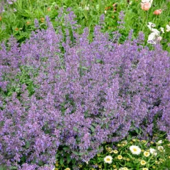Katzenminze Six Hills Giant - Blaue Blütenwolke ohne Mühe