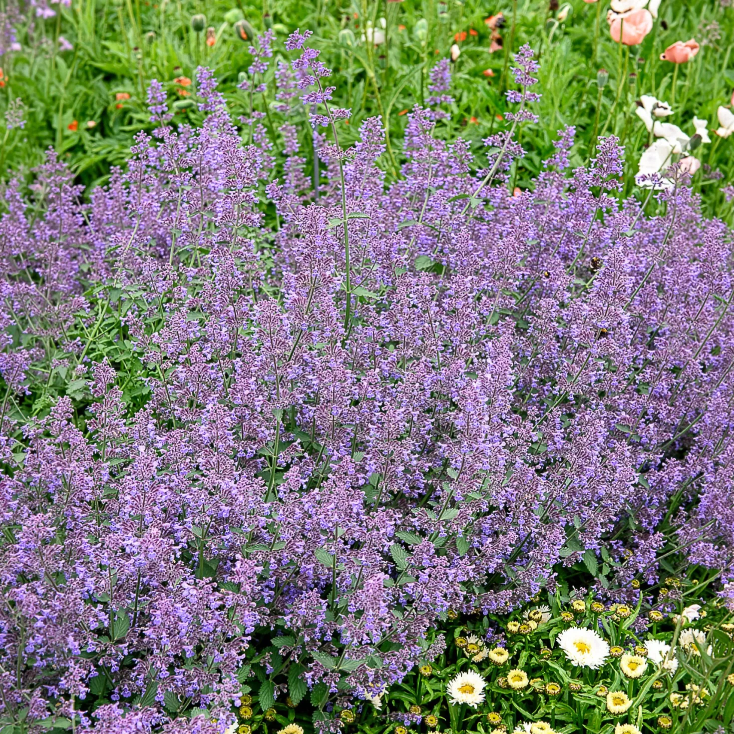 Katzenminze Six Hills Giant - Blaue Blütenwolke ohne Mühe