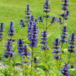 Kaukasische Katzenminze - Blaues Blütenmeer, Bienen satt