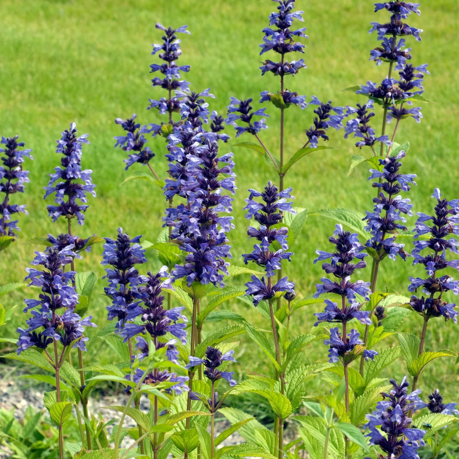 Kaukasische Katzenminze - Blaues Blütenmeer, Bienen satt