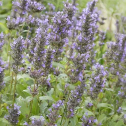Kaukasische Katzenminze - Blaues Blütenmeer, Bienen satt