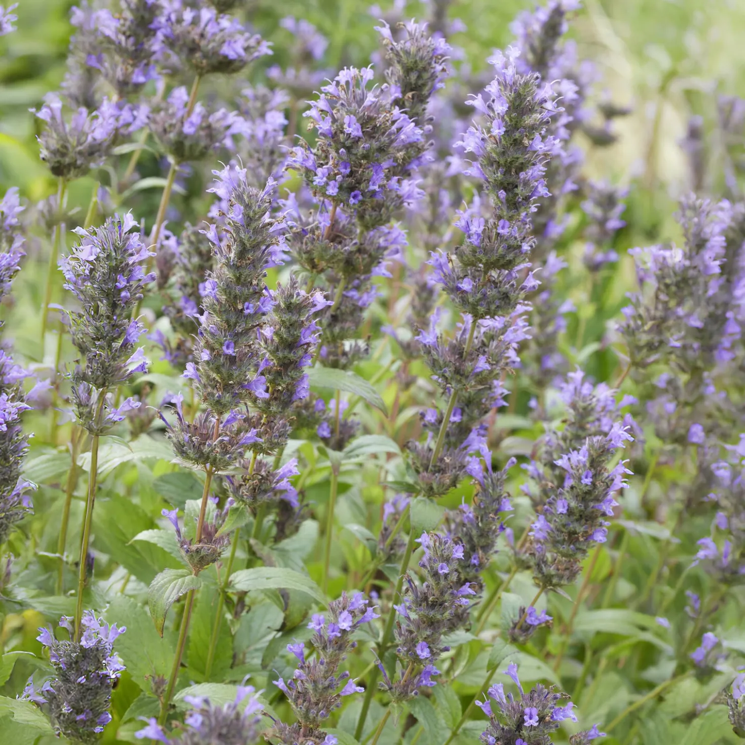 Kaukasische Katzenminze - Blaues Blütenmeer, Bienen satt