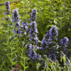 Kaukasische Katzenminze - Blaues Blütenmeer, Bienen satt