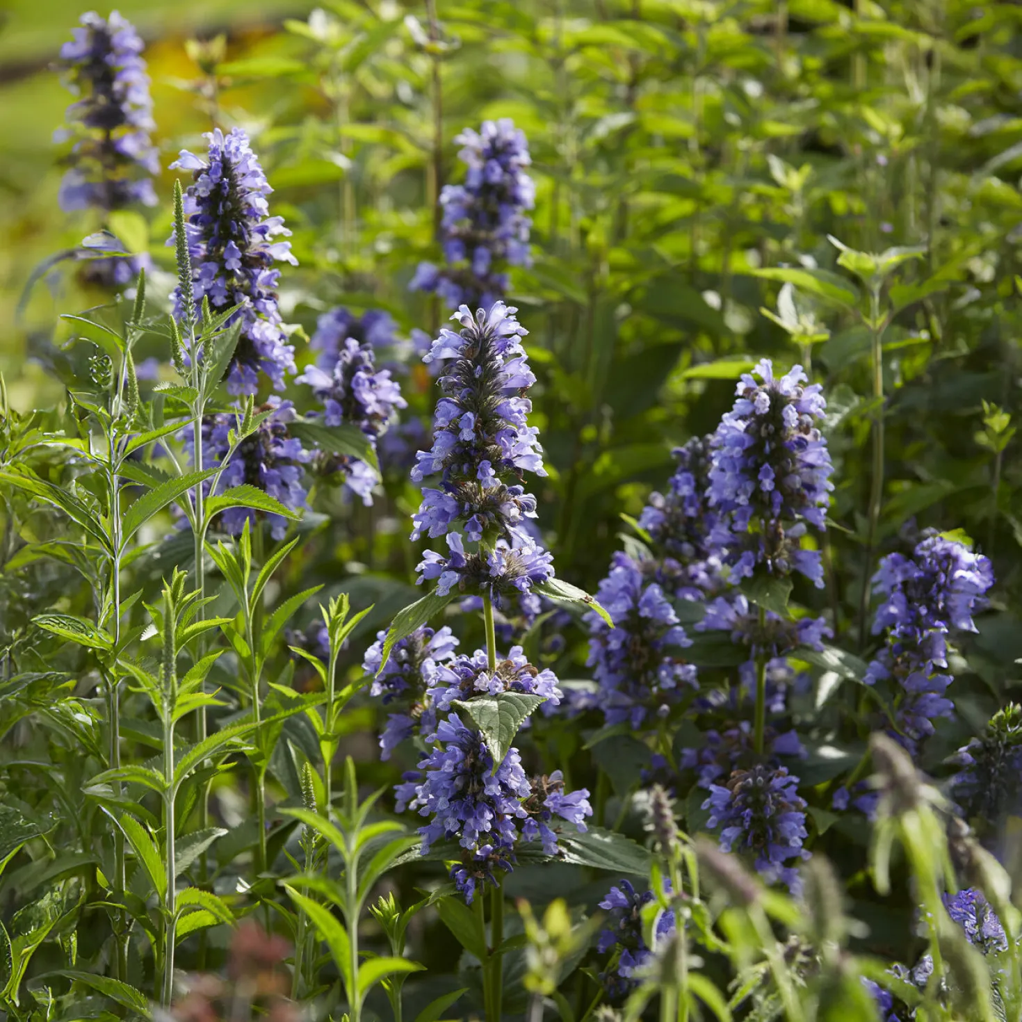 Kaukasische Katzenminze - Blaues Blütenmeer, Bienen satt