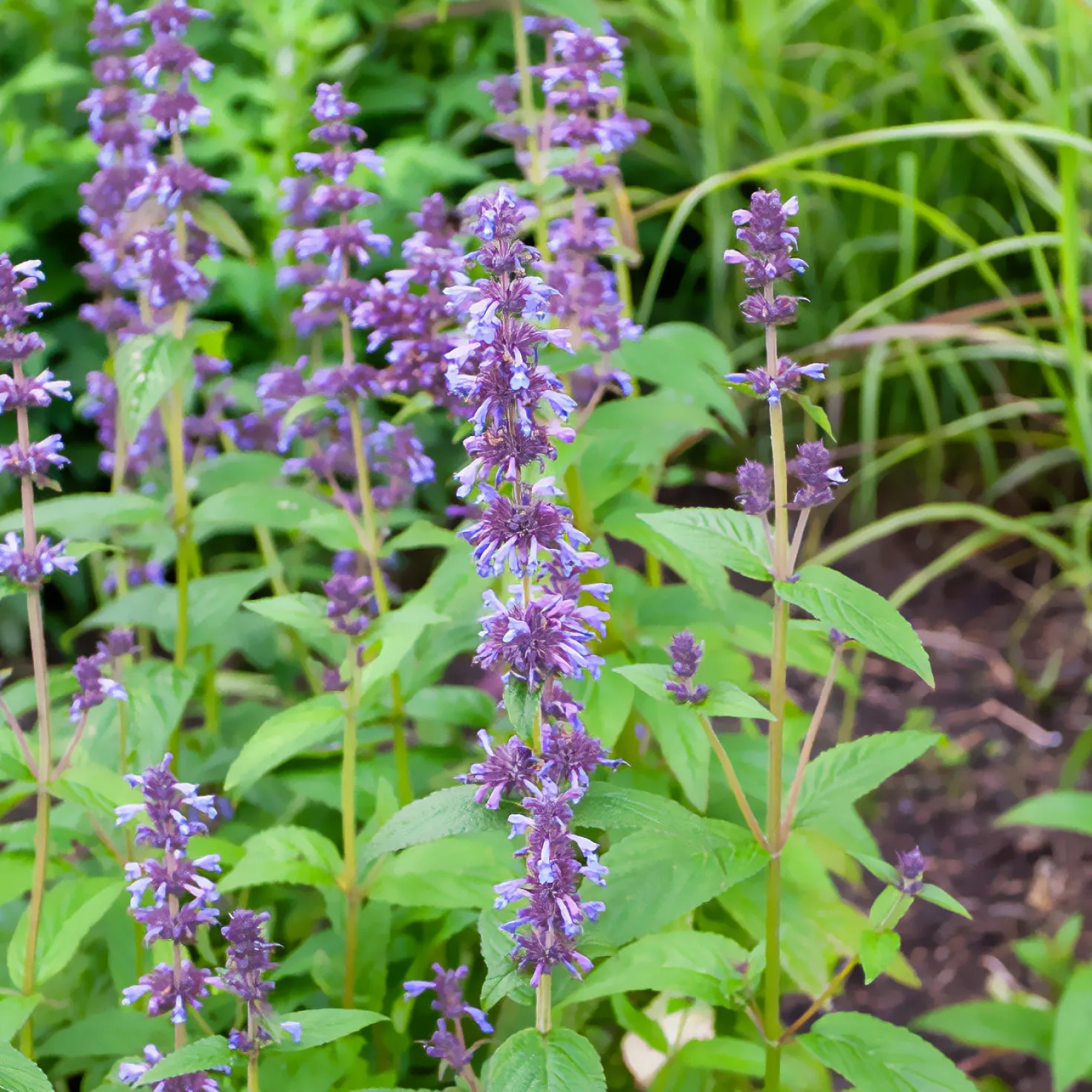 Kaukasische Katzenminze - Blaues Blütenmeer, Bienen satt