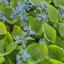 Kaukasisches Vergissmeinnicht - Blaue Blüten im Schatten