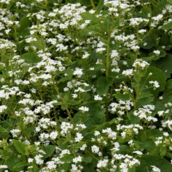 Kaukasisches Vergissmeinnicht Betty Bowring - Weiße Blüten im Schatten