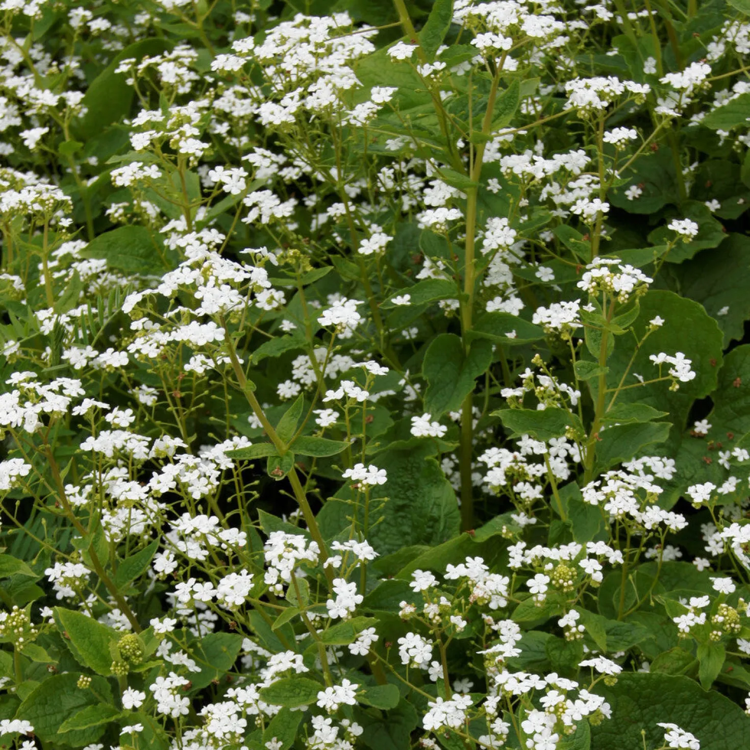 Kaukasisches Vergissmeinnicht Betty Bowring - Weiße Blüten im Schatten