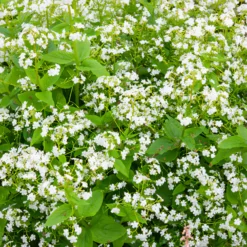 Kaukasisches Vergissmeinnicht Betty Bowring - Weiße Blüten im Schatten