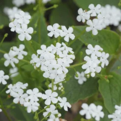 Kaukasisches Vergissmeinnicht Betty Bowring - Weiße Blüten im Schatten