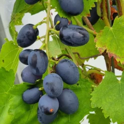 Kernlose Weinrebe Attika - Süße Trauben ohne Kerne