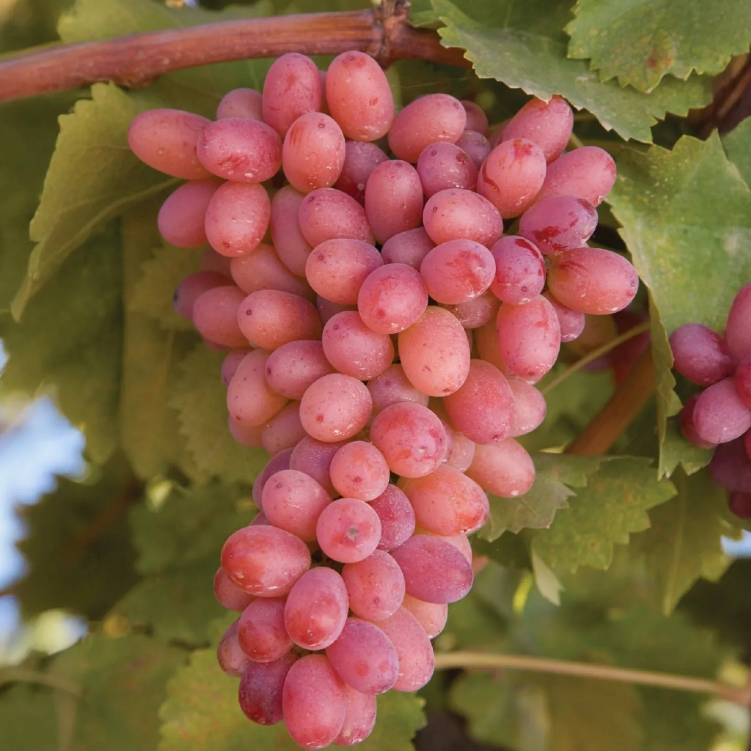 Kernlose Weinrebe Crimson Seedless - Süße Trauben ohne Kerne