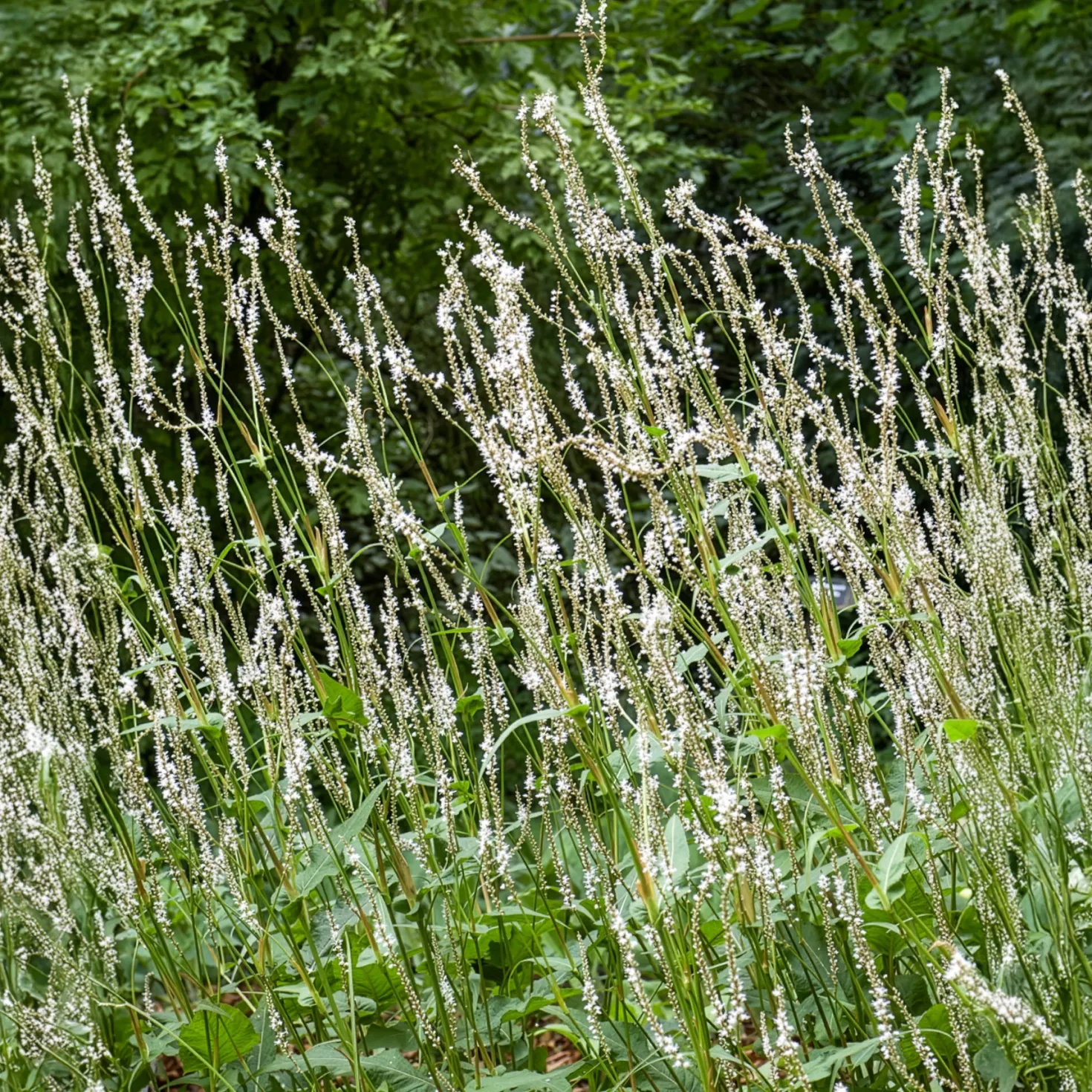 Kerzenknöterich Alba - Weiße Blüten bis Oktober