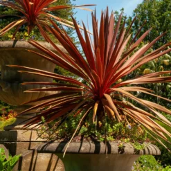 Keulenlilie 'Red Star' - Exotik in Rot, ganz einfach