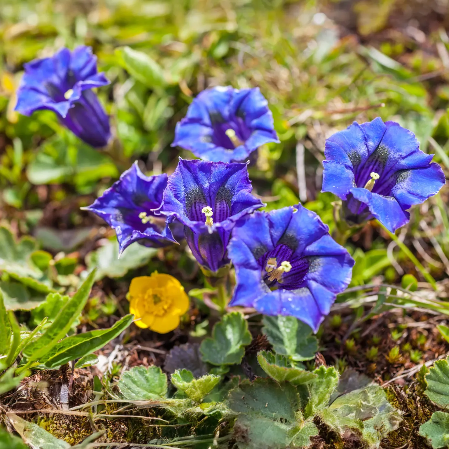Kiesel-Glocken-Enzian - Leuchtend blau, kaum Pflege