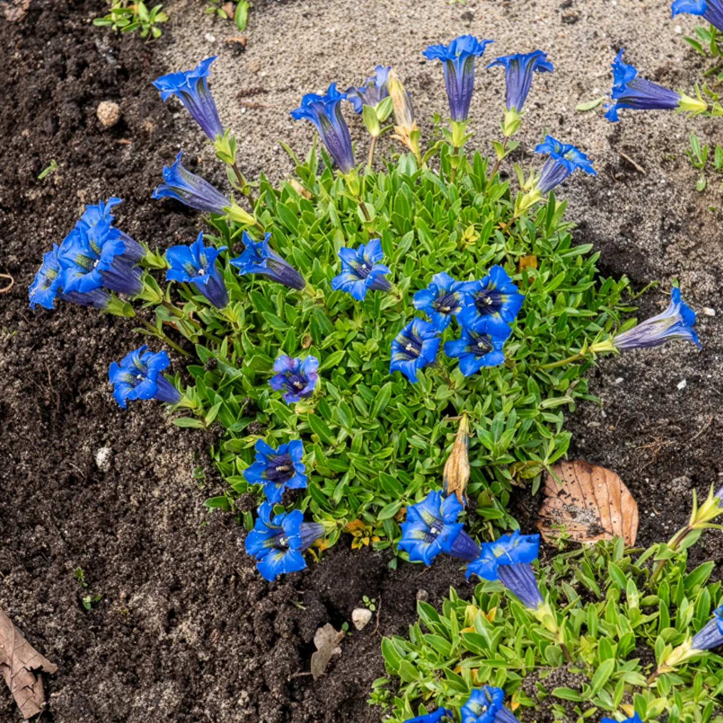 Kiesel-Glocken-Enzian - Leuchtend blau, kaum Pflege