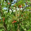Kirschbaum 'Bigarreau Napoléon' - Süße Kirschen jeden Sommer