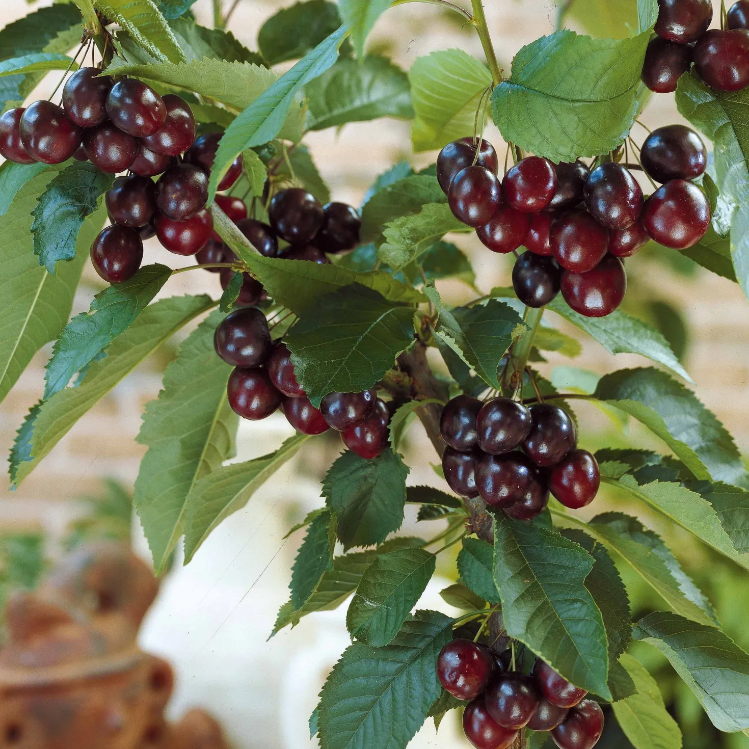 Kirsche Karina - Süße Kirschen frisch vom Baum