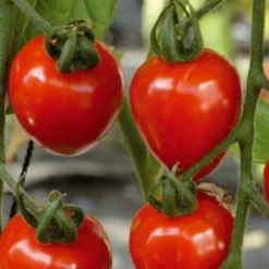 Kirschtomate Gardenberry F1 - Süße Ernte den ganzen Sommer