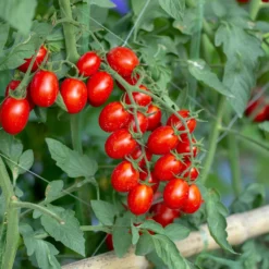 Kirschtomate 'Koralik' - Süße Früchte schon im Juli