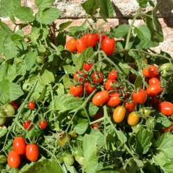 Kirschtomate Romello F1 - Süße Ernte ohne Aufwand