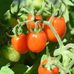 Kirschtomate Romello F1 - Süße Ernte ohne Aufwand
