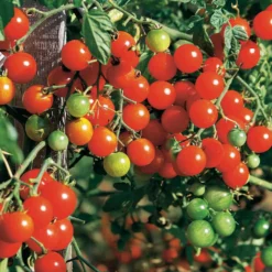 Kirschtomate Sweet Baby - Süße Ernte den ganzen Sommer