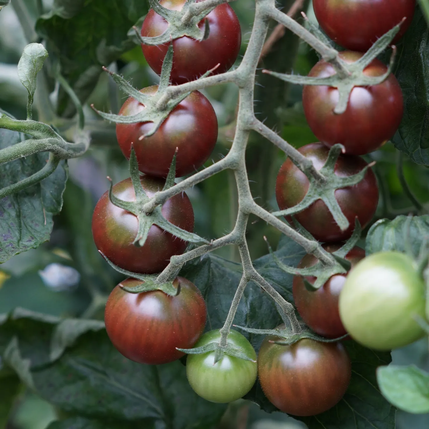 Kirschtomate Sweet Baby - Süße Ernte den ganzen Sommer
