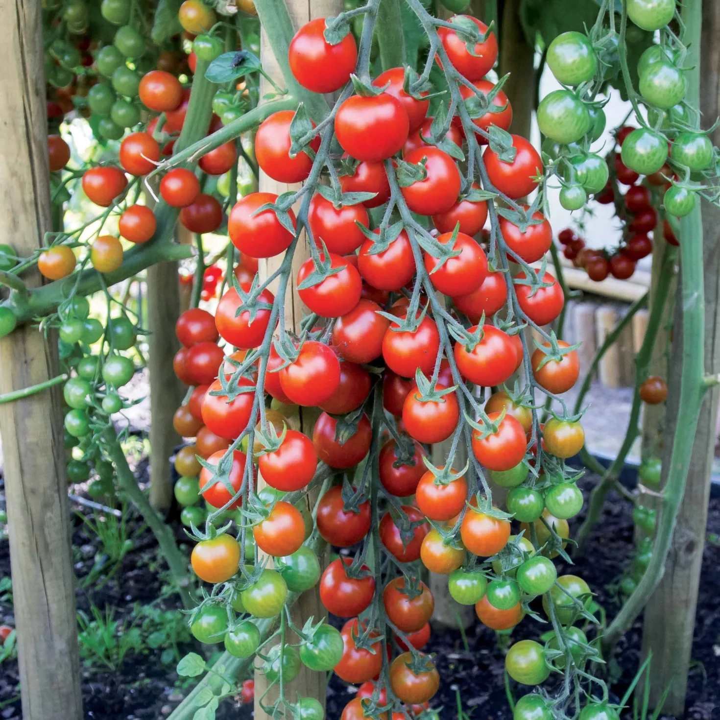 Kirschtomate Sweet Baby - Süße Ernte den ganzen Sommer