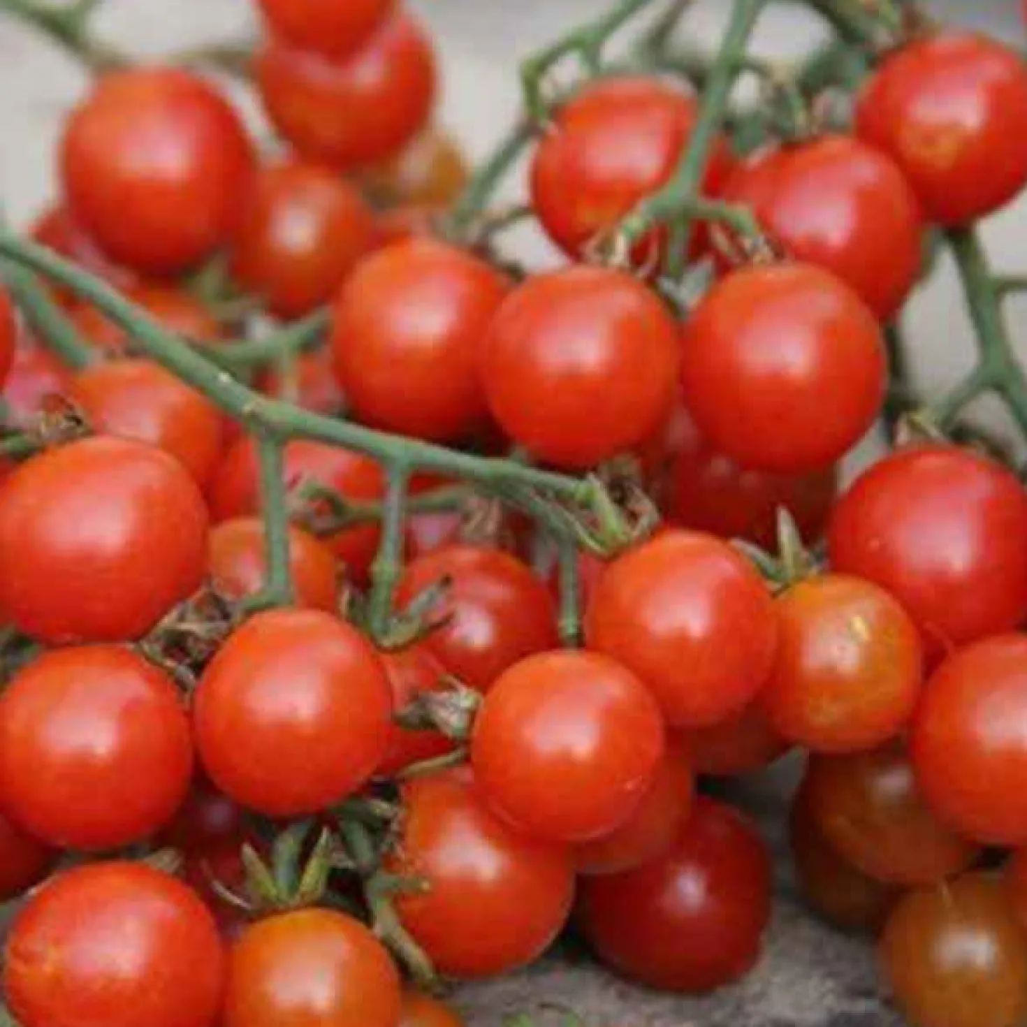 Kirschtomate Sweetie BIO - Süß direkt vom Balkon