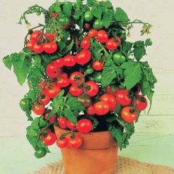 Kirschtomate ‘Tiny Tim’ - Süße Tomaten vom Balkon