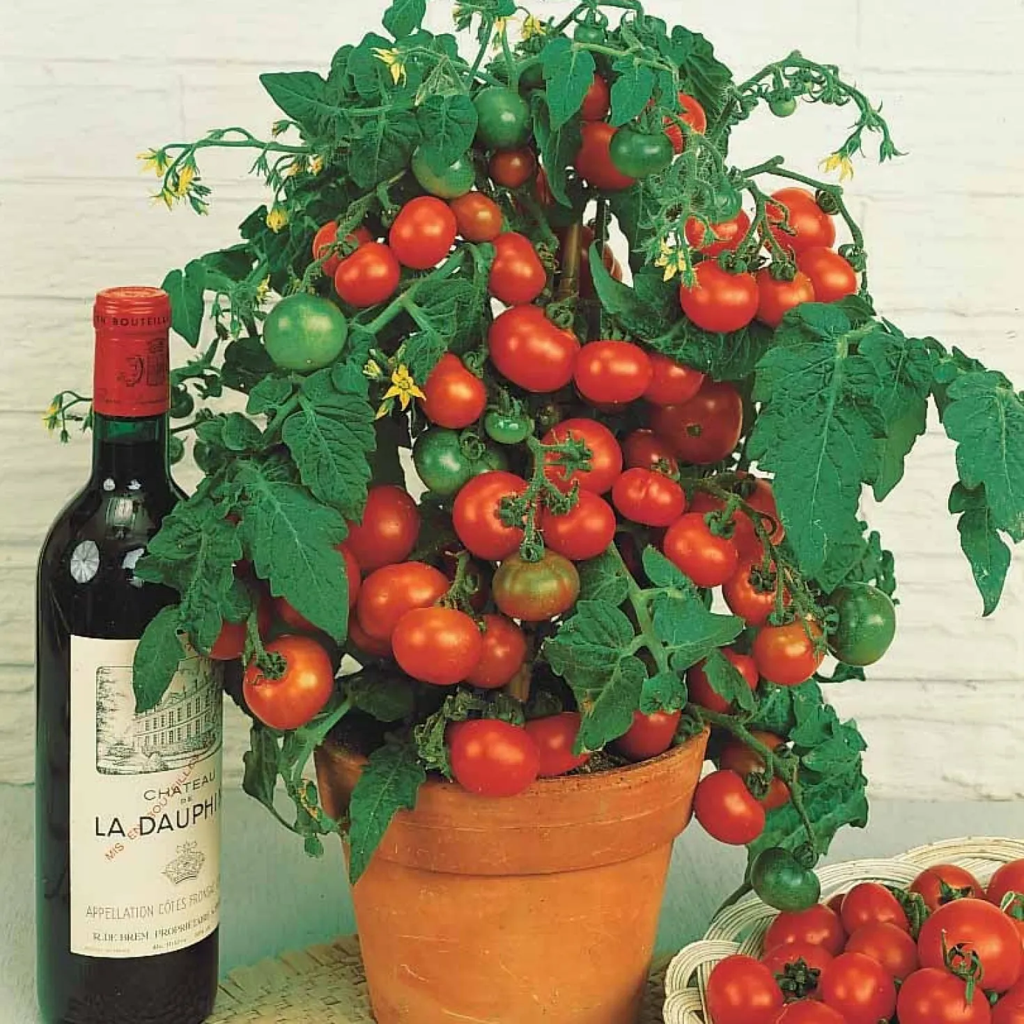 Kirschtomate ‘Tiny Tim’ - Süße Tomaten vom Balkon