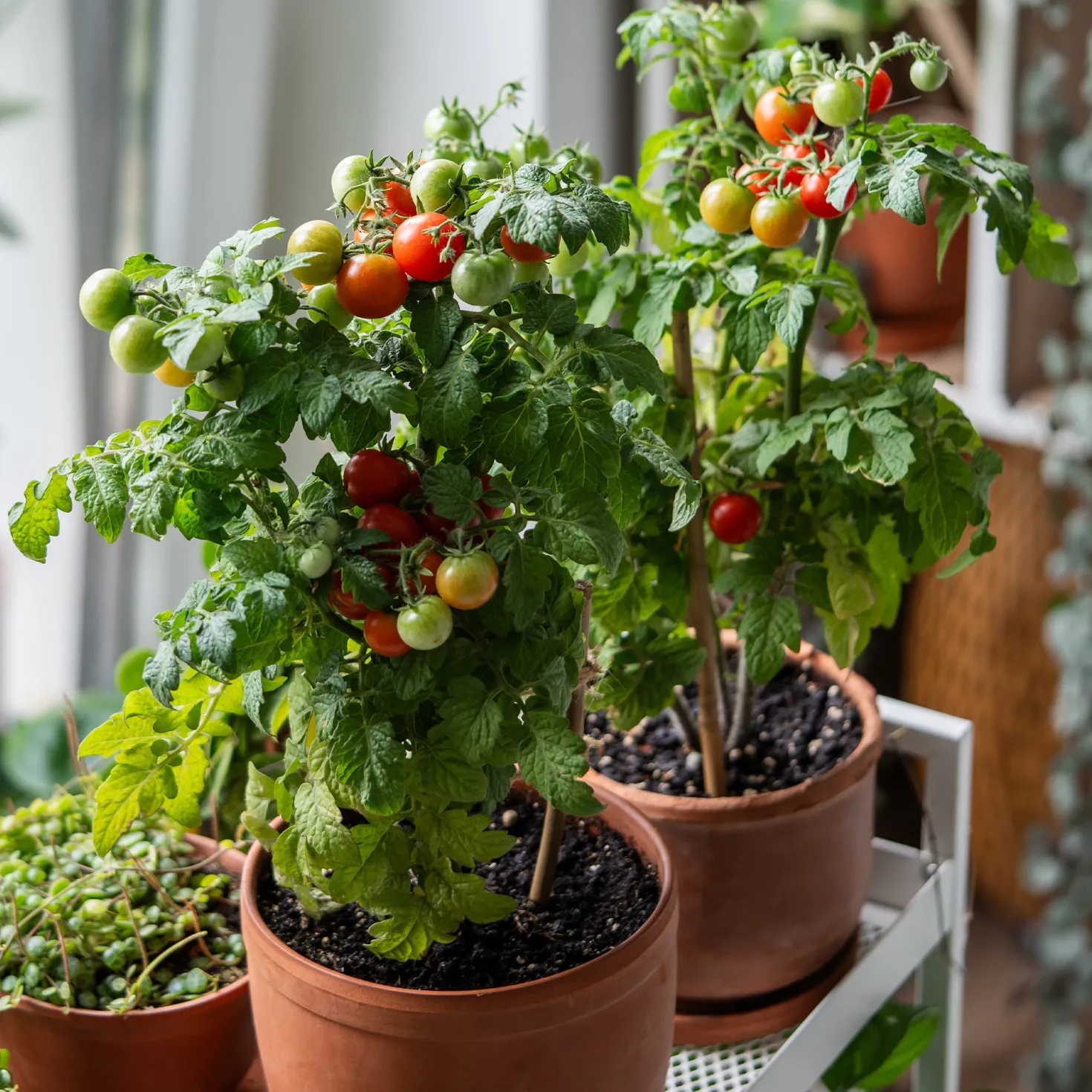 Kirschtomate ‘Tiny Tim’ - Süße Tomaten vom Balkon