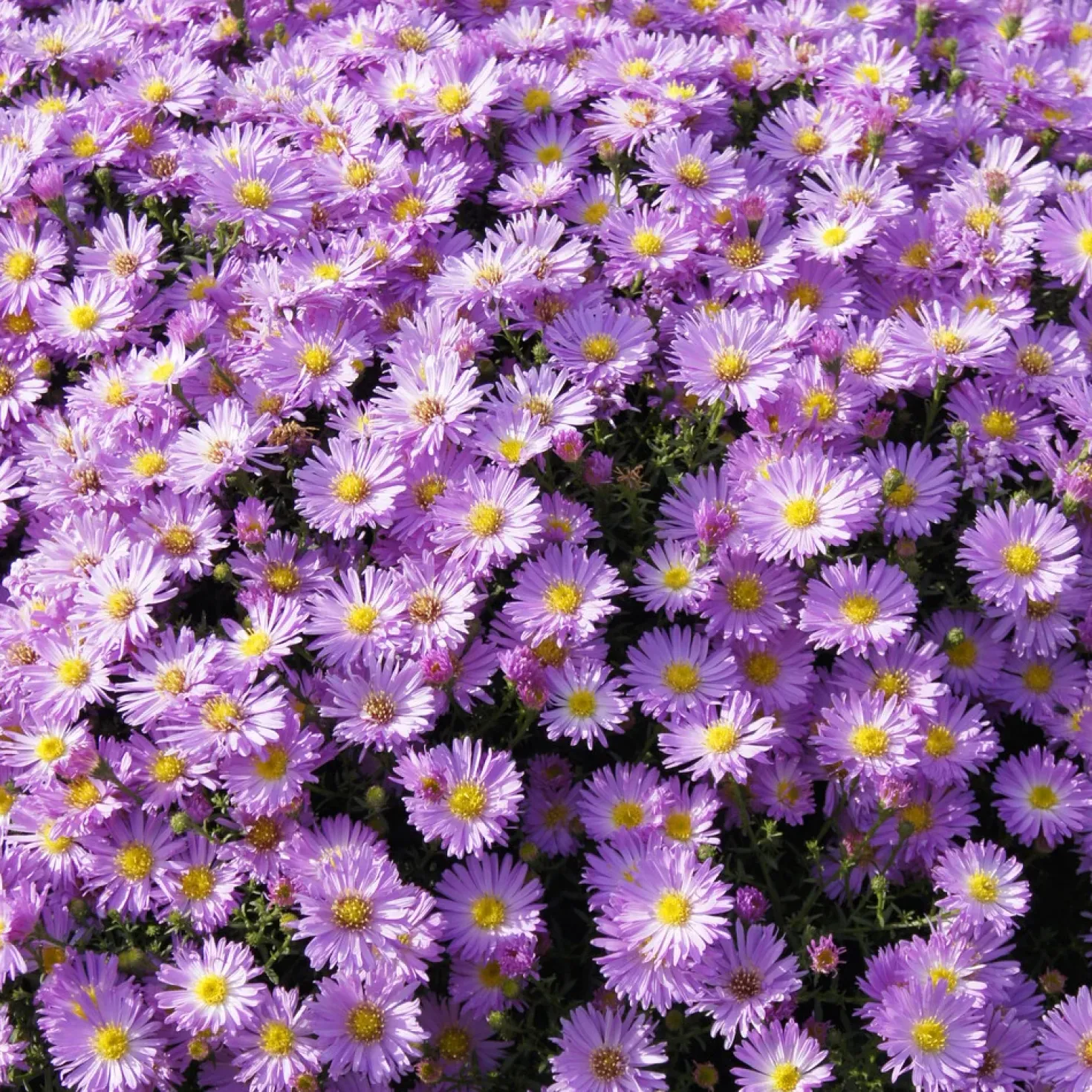 Kissen-Aster 'Herbstgruß vom Bresserhof' - Farbenmeer im Herbst