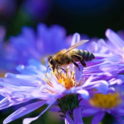 Kissenaster ‘Lady in Blue’ - Blaue Blütenkissen im Herbst