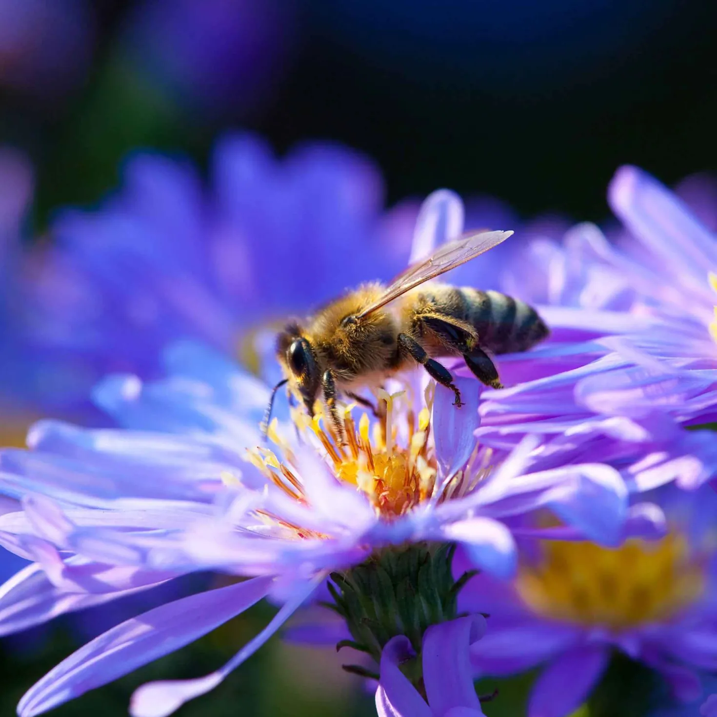 Kissenaster ‘Lady in Blue’ - Blaue Blütenkissen im Herbst