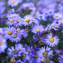 Kissenaster ‘Lady in Blue’ - Blaue Blütenkissen im Herbst