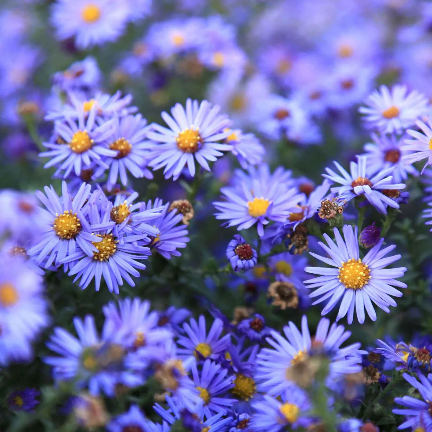 Kissenaster ‘Lady in Blue’ - Blaue Blütenkissen im Herbst
