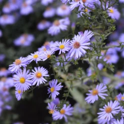 Kissen-Aster 'Professor Anton Kippenberg' - Violetter Herbstteppich