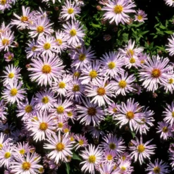 Kissen-Aster 'Silberblaukissen' - Blaues Blütenmeer im Herbst