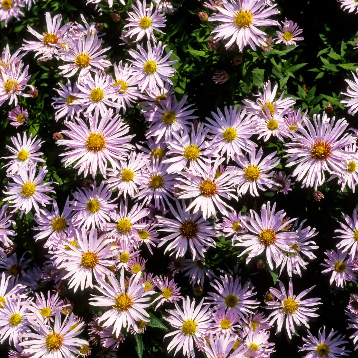 Kissen-Aster 'Silberblaukissen' - Blaues Blütenmeer im Herbst